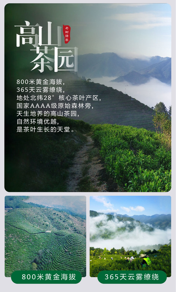 深圳南山新茶到货在哪_深圳南山新茶到货 漂亮