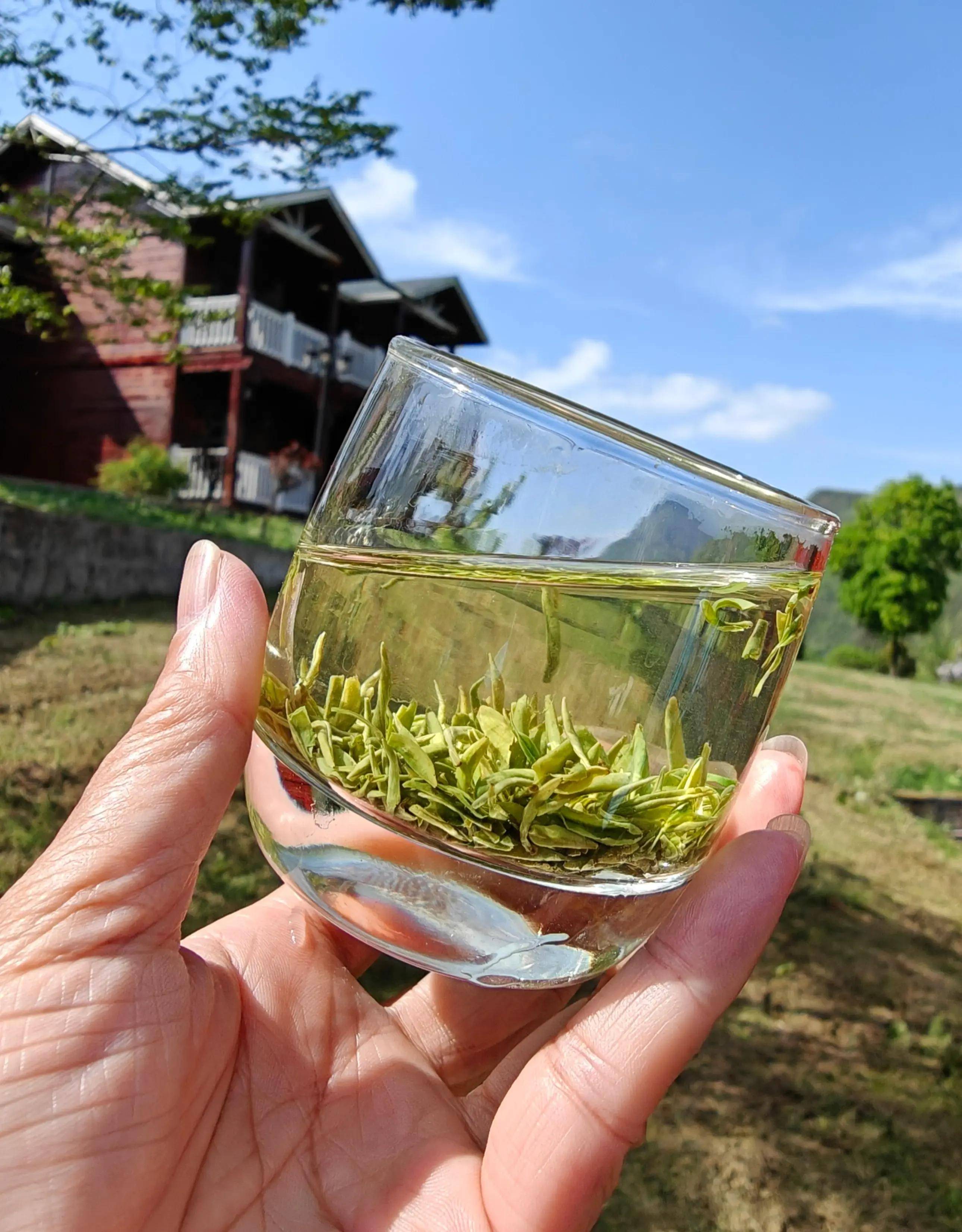 广州白云区新茶最新_广州市白云区茶叶市场