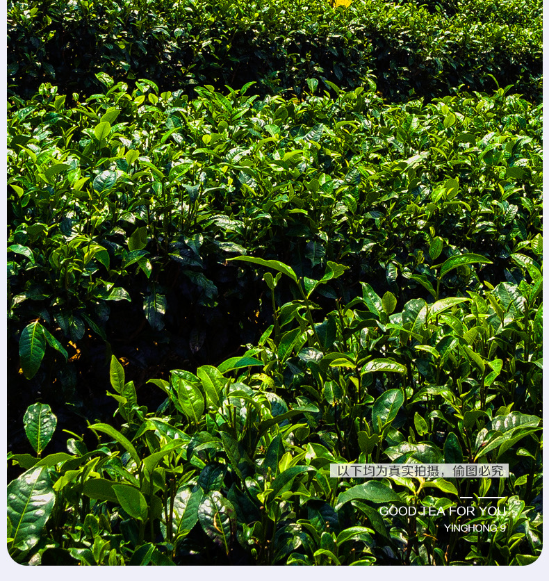 深圳新茶汇总_2021深圳新茶