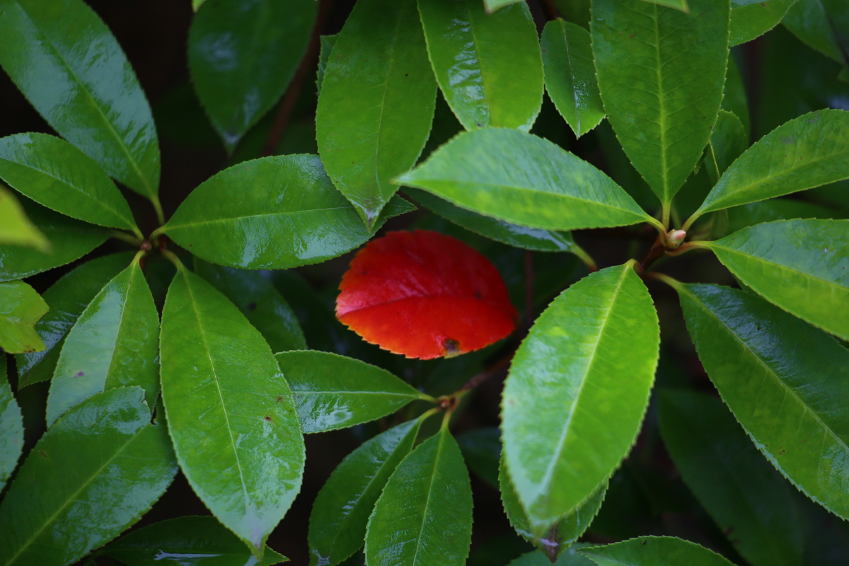 关于深圳中高端喝茶微信_广州万花丛qm的信息
