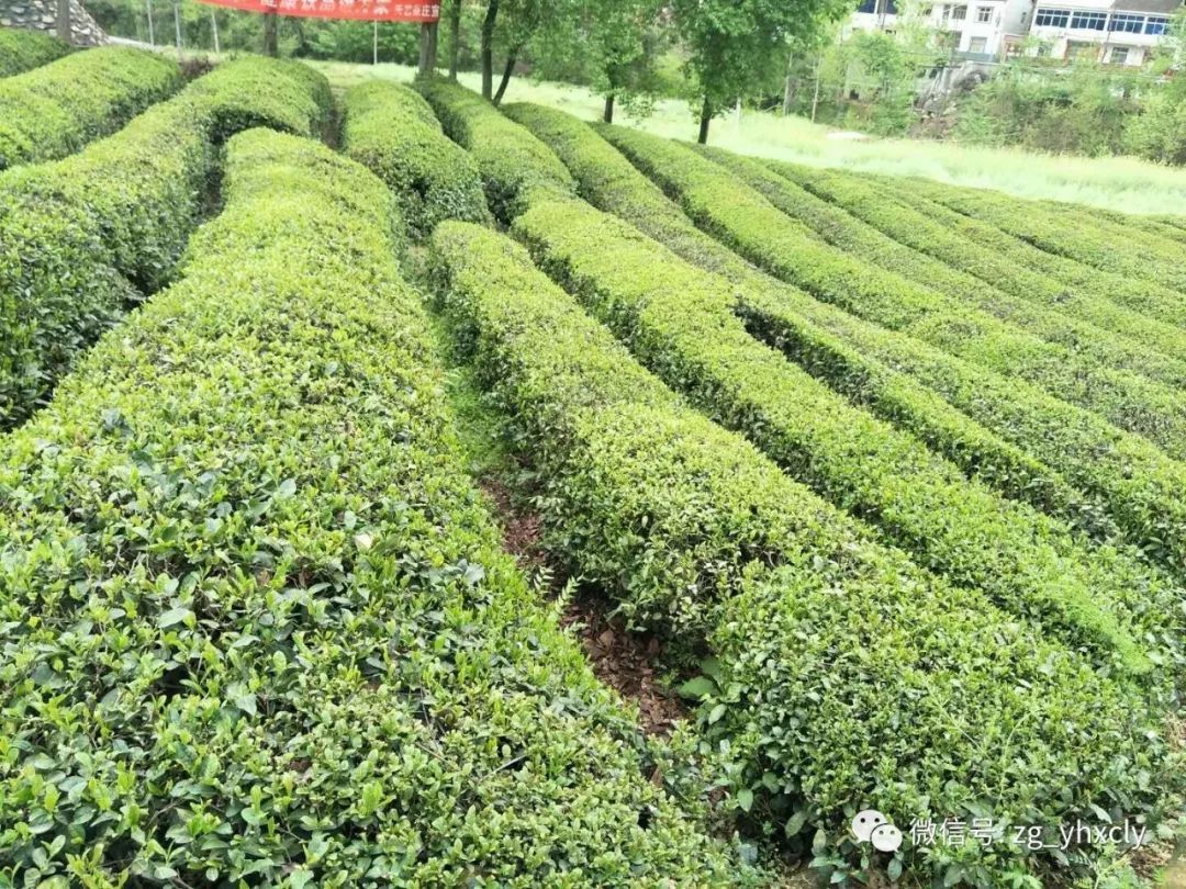 襄阳外围微信_约茶论坛的简单介绍